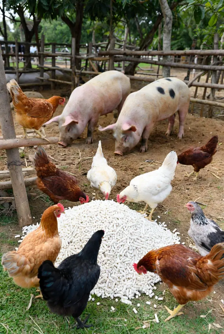 Poultry and Animal Feed